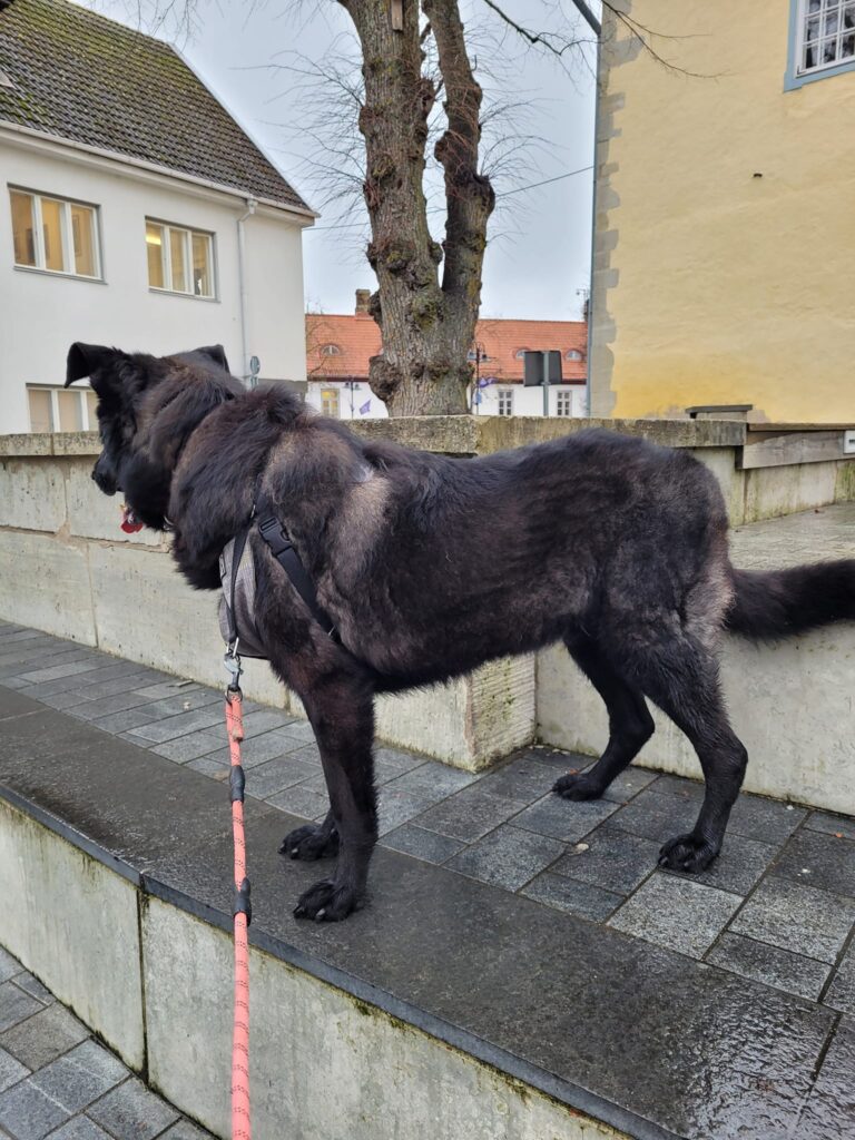 480364737 2790330364490560 5273059783170148562 n.jpg